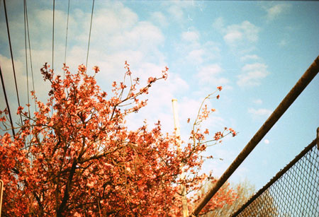 pink flowers on Stark St