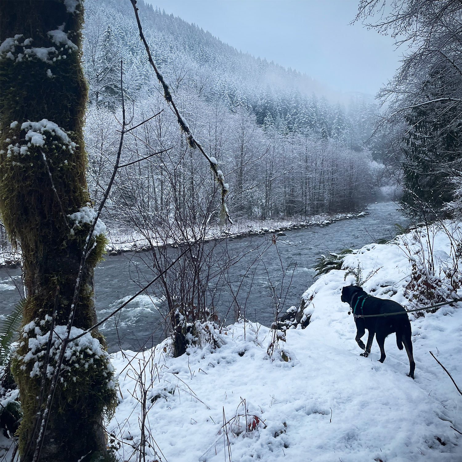 A dog walks through the snow by a river