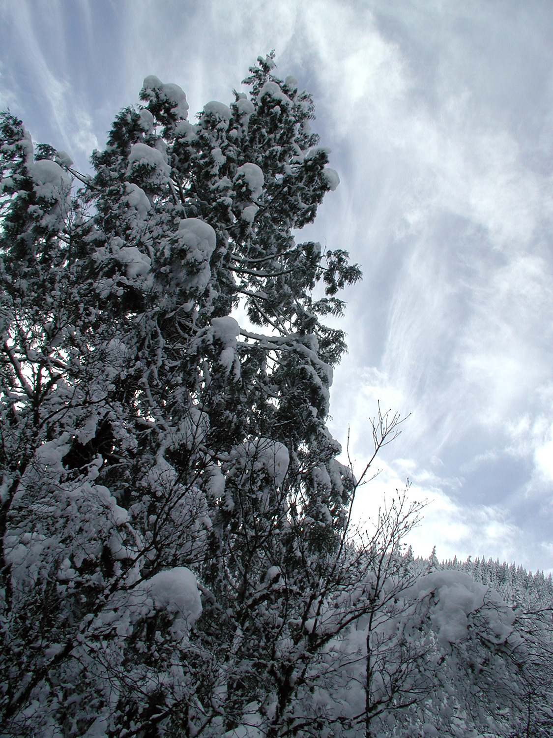 Snow, trees, night