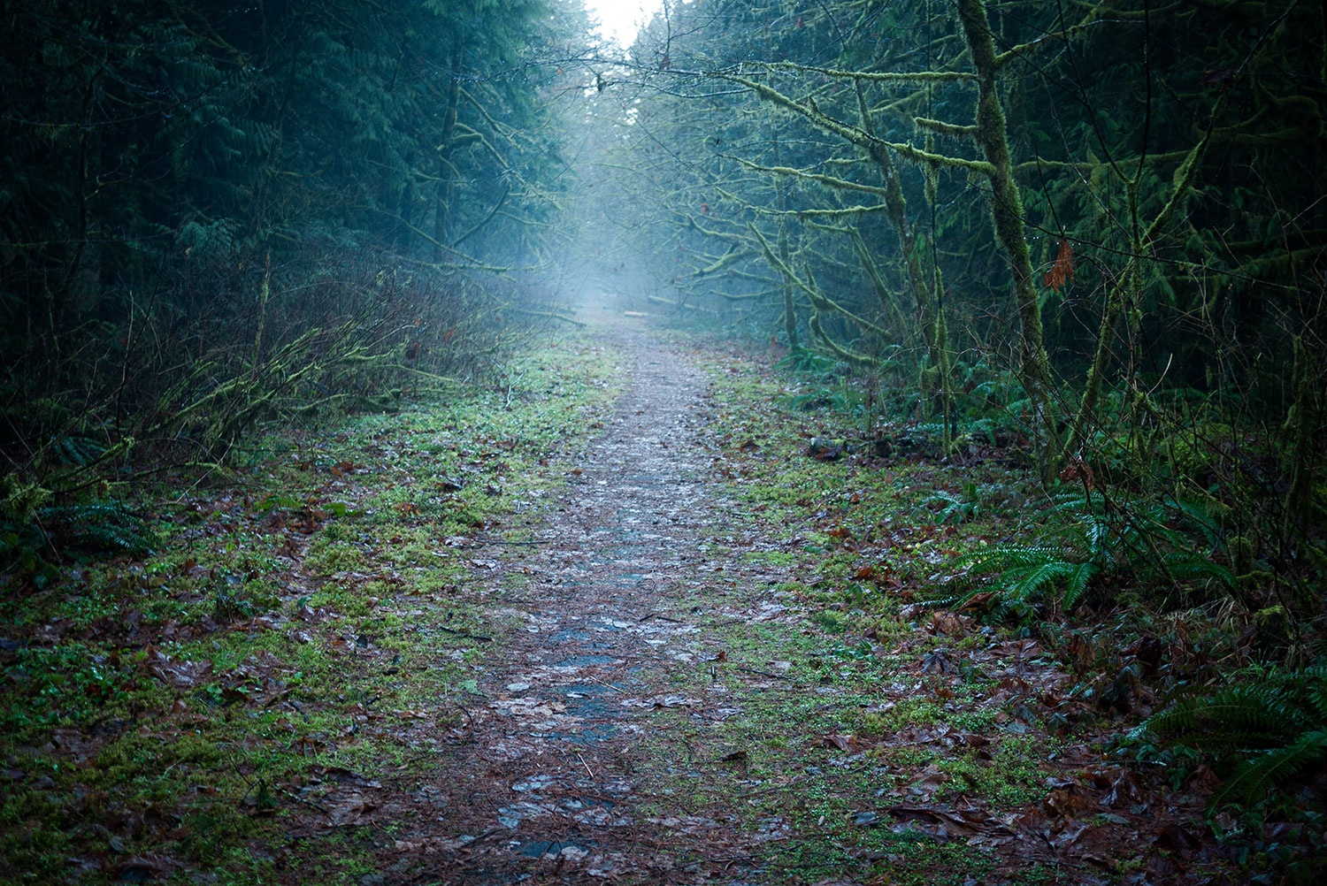 Woodsmoke in the forest