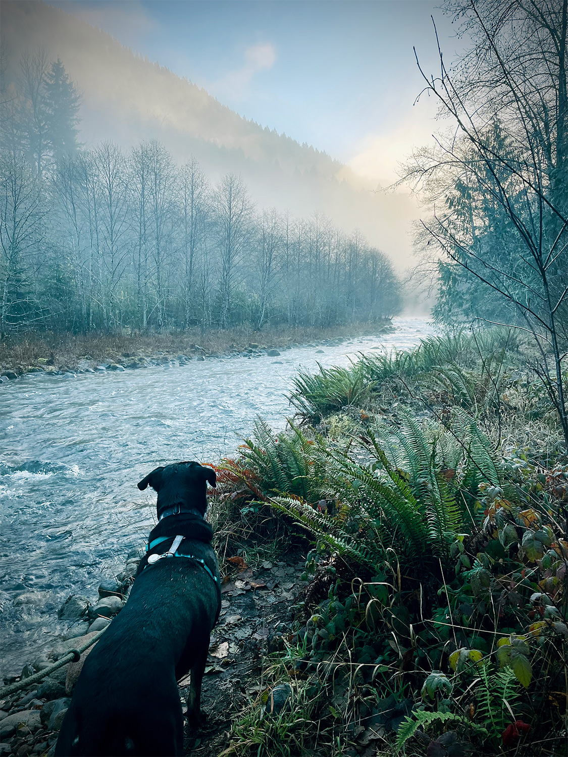 A black dog surveys the misty horizon