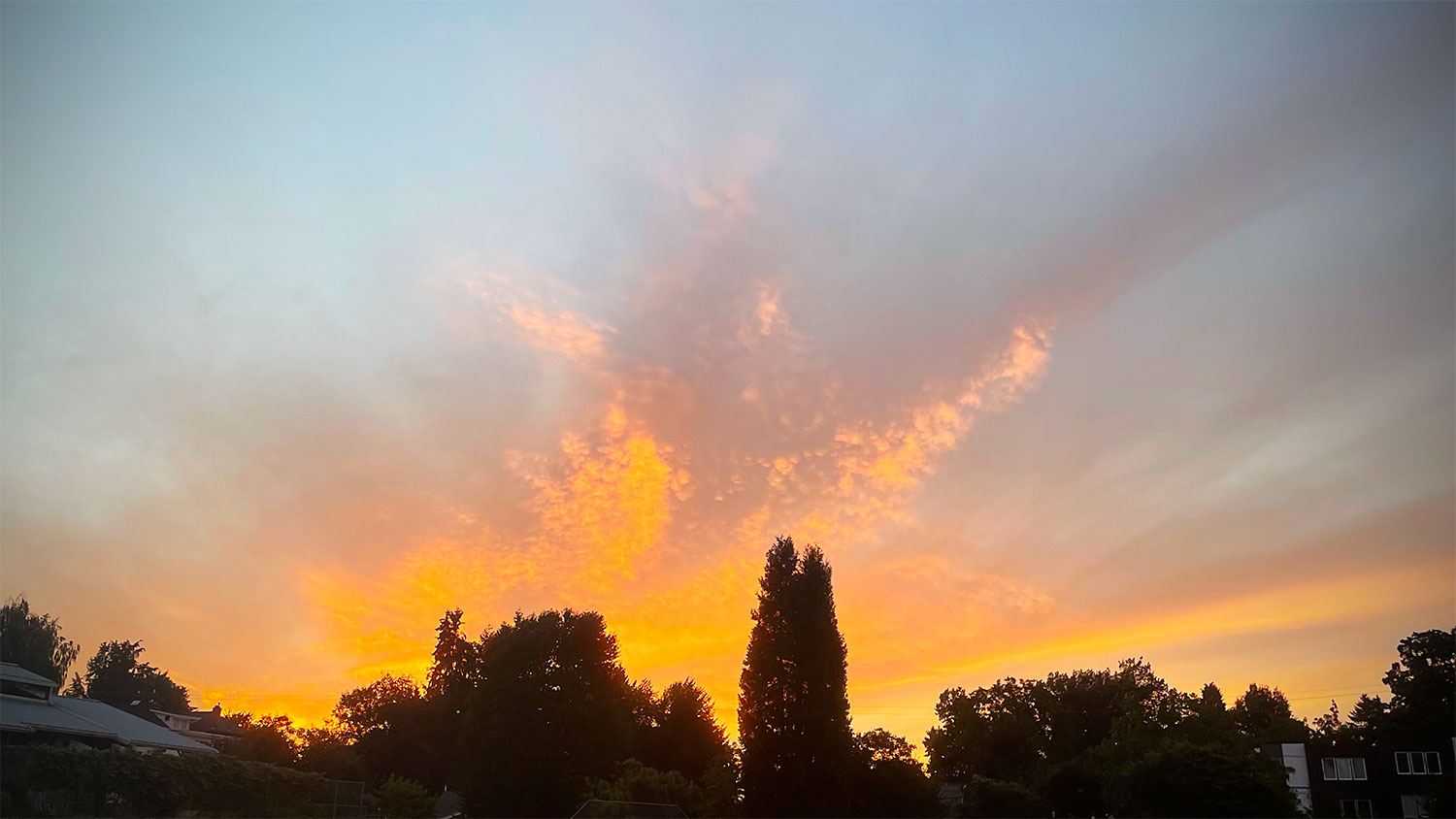 rosy-fingered dawn creeping around the dog park.