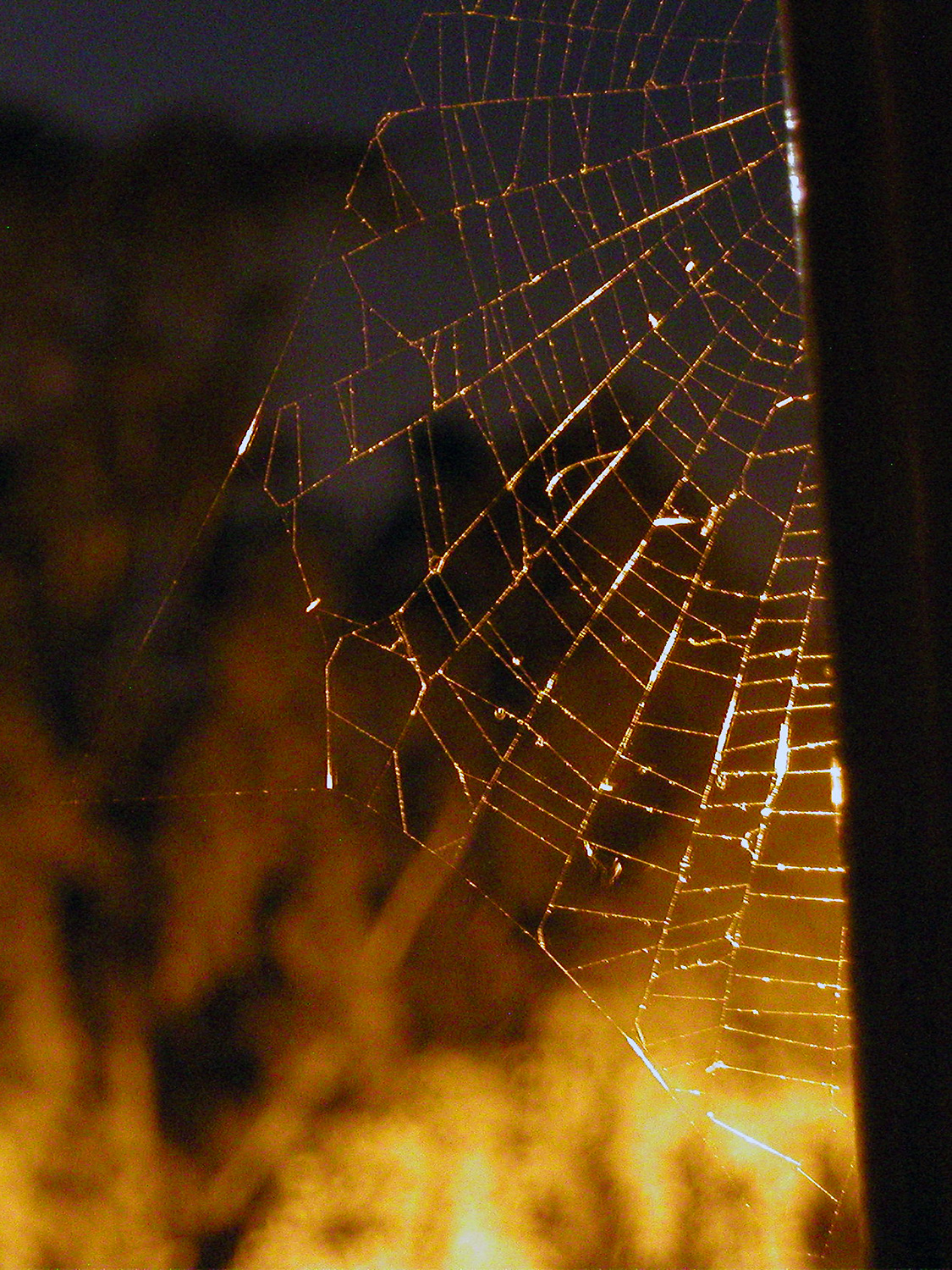 spider web