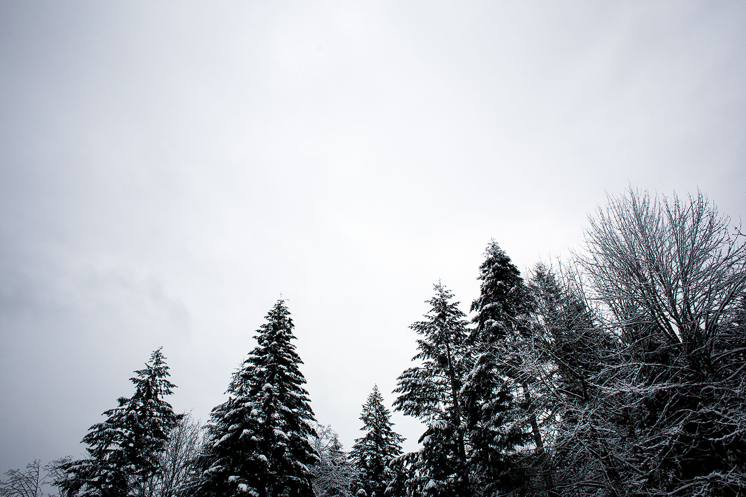 Snow, trees, sky.